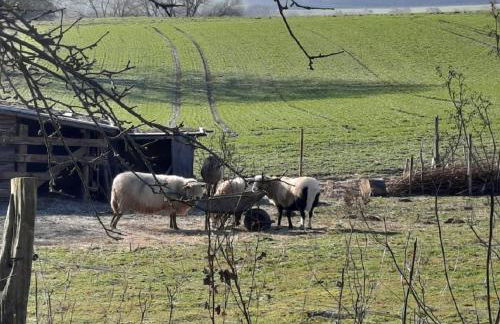 Exklusive Naturoase direkt am Ars Natura Wanderweg mit Panoramablick auf Melsungen - Foto 31