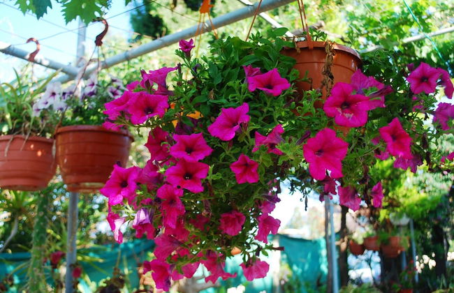 Georgia Apartments - Foto 33