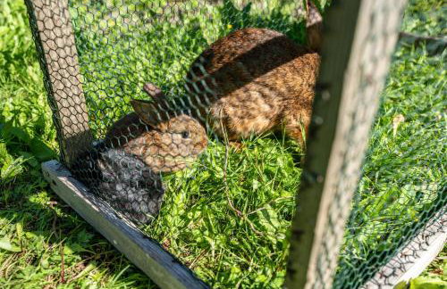 Gästehaus Gross - Foto 6