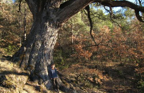 Casa Independiente Rural Ca de Corral - Foto 7