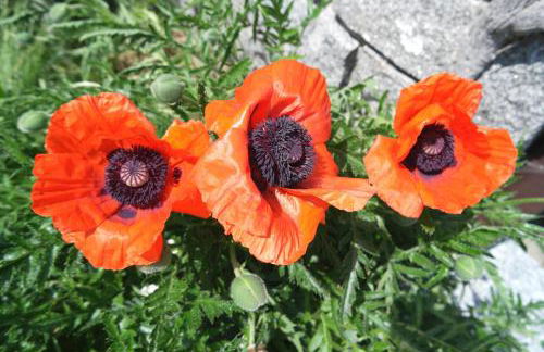 Ferienwohnung Blaumeise - Foto 59