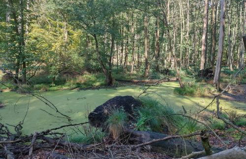 Ferienhaus Naturpur Chorin - Foto 56