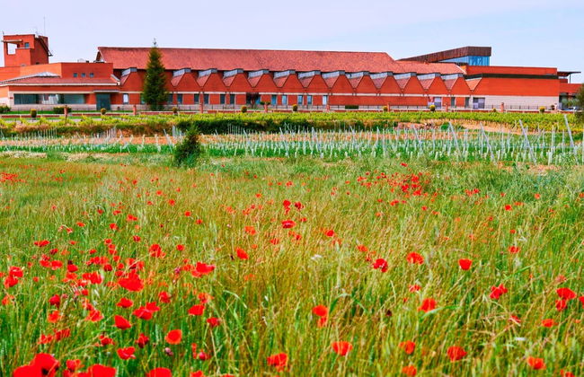 Visit to the ENATE winery - Photo 1