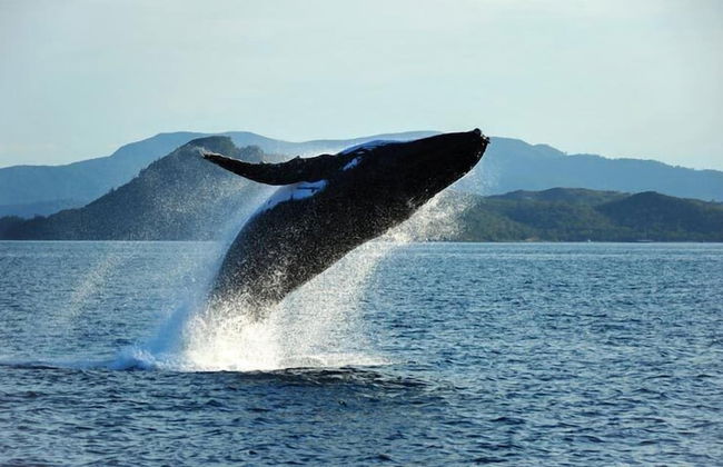 Morning Glory - Foto 79