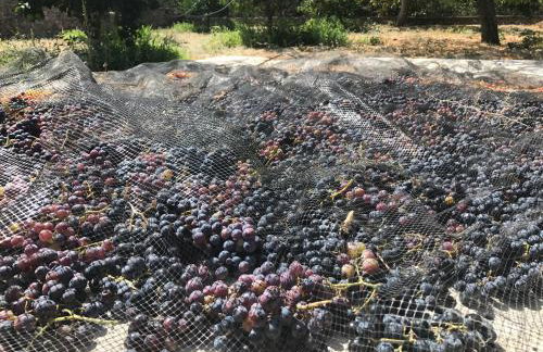 Spacious n comfortable Aloe Vera farm house - Photo 18