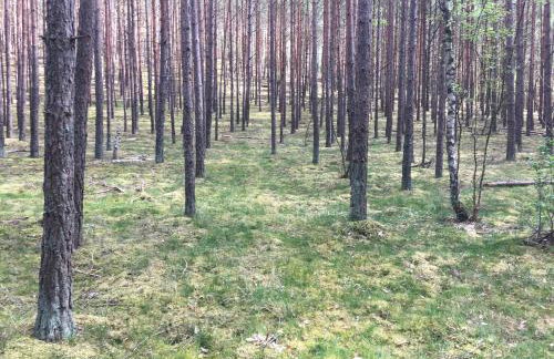 Agroturystyka Gęsiniec Stare Osieczno - Foto 68