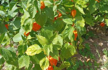 Wisteria Cottage at Gites de la Vienne - Foto 27