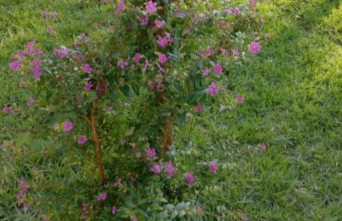 Casa completa Itanhaém próxima praia do Suarão - Foto 22