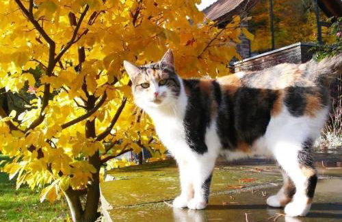 Holiday Home in Walscheid mit Terrasse- Grill by Interhome - Foto 44