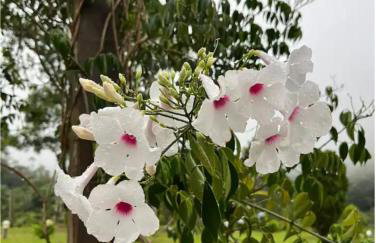 Casa de campos são Francisco Xavier Xavier - Foto 72