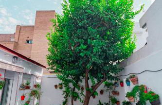 Edomus El Patio del Limonero - Foto 23