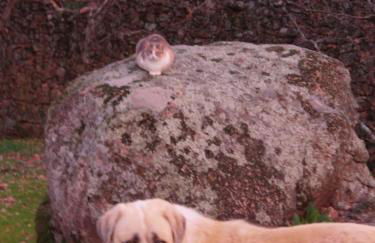 Apartamentos Rurales Ecopangea - Foto 8