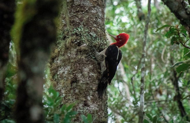 Sítio Mar de Nuvens Chalés de Luxo - Photo 77