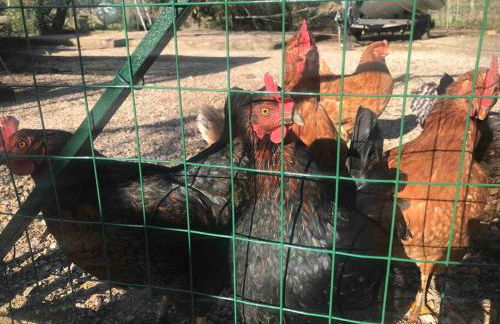 Agriturismo Il Sorbino - Appartamento da Cocca - Foto 19