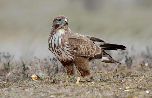 Cleeves Cabins, Ailsa Luxury Lodge With hot tub - Photo 43