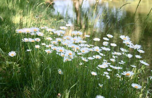 Gästehaus Gaumenflug am See - Foto 13