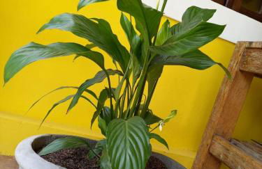 Villa da Apa - Foto 67