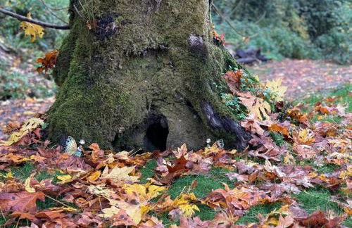 Enchanted Hollow- Cozy, Romantic Woodland Getaway - Photo 8