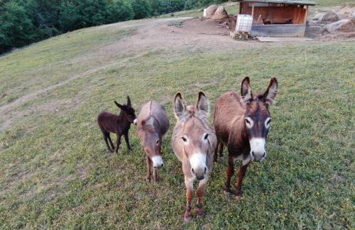 Agriturismo Alba Del Borgo - Photo 43