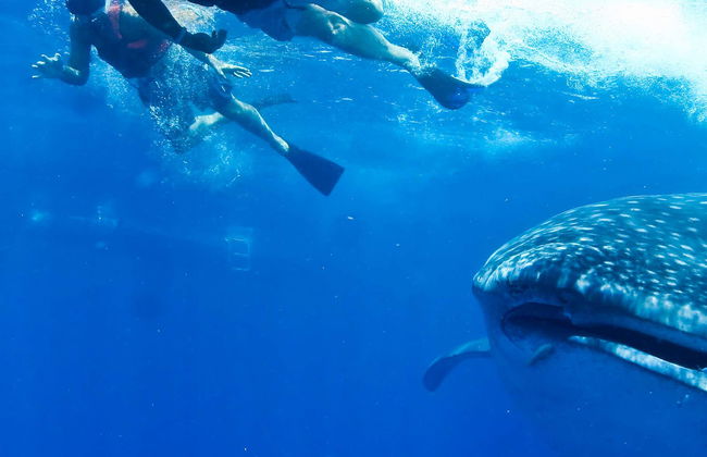 Swimming with Whale Sharks - Foto 1