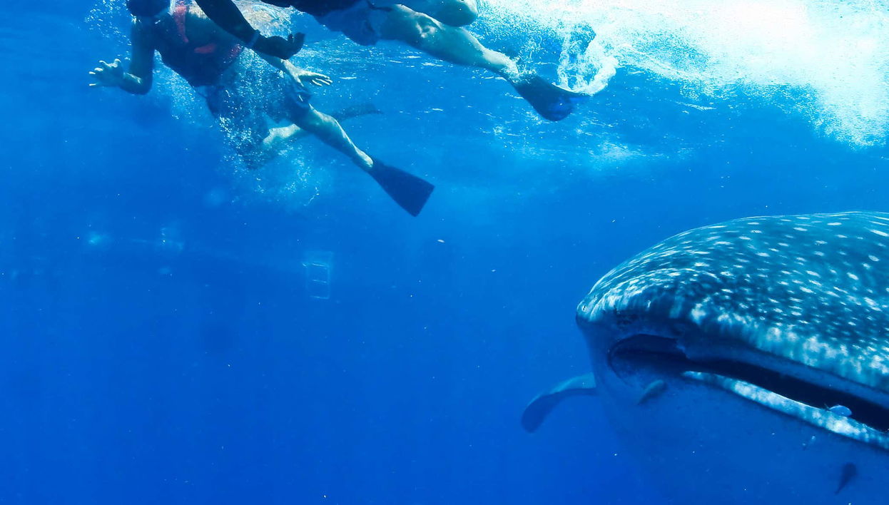 Swimming with Whale Sharks - Foto 1