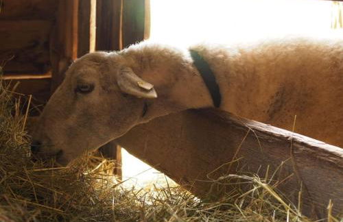 Wunderschöne 3-Zimmerwohnung auf dem Bauernhof - Foto 29