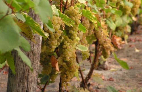 Winnica Na Leśnej Polanie - Foto 9