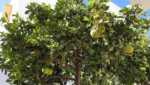 Apartament in arico - Foto 4