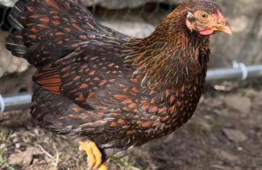 Agriturismo Tenuta della Prea - Appartamento la Stalla - Foto 39