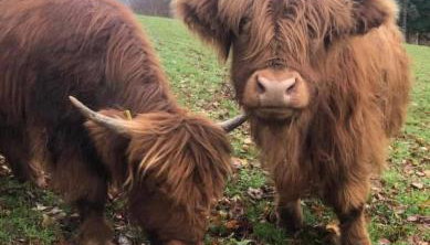 The Farmers den lodge at River Garry Lodges - Foto 5