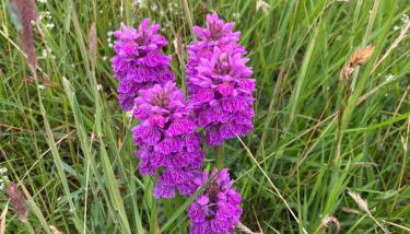 Rechullin, Torridon - Foto 4