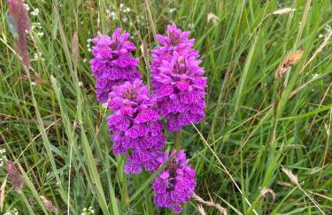 Rechullin, Torridon - Photo 4