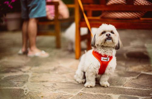 Recanto Da Paz Hotel Atibaia - Pet Friendly - Foto 6