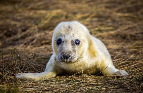 Byford Lodge Luxury self-catering in Louth - Foto 42