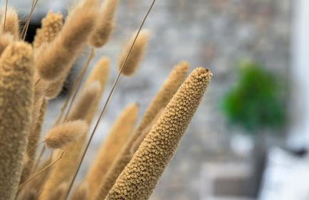 Muca Houses - Foto 20