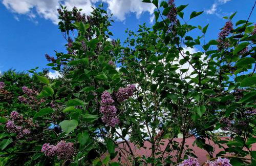 Domek de Janauis - Foto 64