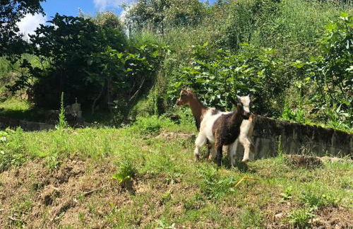 Casa rural en plena naturaleza Lic UVTR1524 - Photo 46