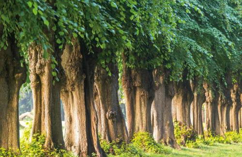 Satow Gartenwohnung - Foto 35