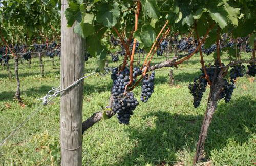 Maso Di Villa Relais di Campagna - Foto 50