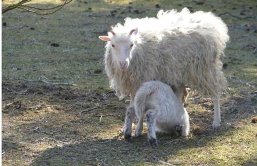 Gnaden- und Ferienhof Saale Wittgenstein in the middle of gar nix - Foto 52