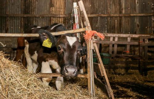 Manor House Farm Cottage - Foto 22