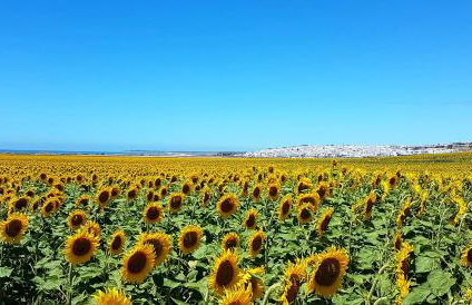 Apartamentos El Arrecife - Foto 37