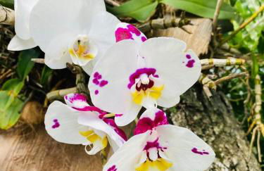 Vivenda São José - Oceanfront Paradise - Photo 6