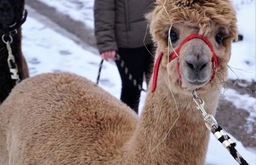 Ferienwohnung in der Rhön - Foto 17
