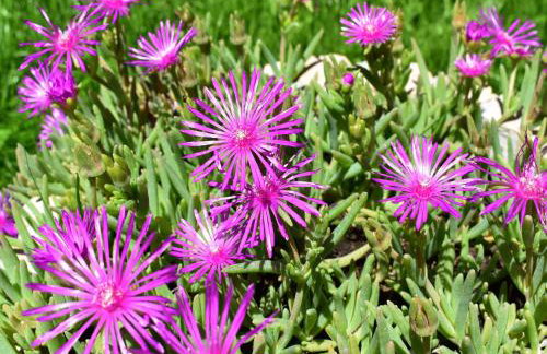 Bonaventura - Countryside Villa near Split with Private Pool - Photo 51