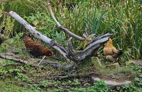 Romantic barn with sauna - Foto 2
