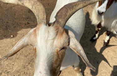 Cozy Farmhouse near Mammoth Cave on 45 acre farm - Foto 21