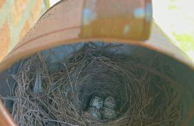 Chalé charmoso com vista p/ Montanha - Gonçalves - Photo 7