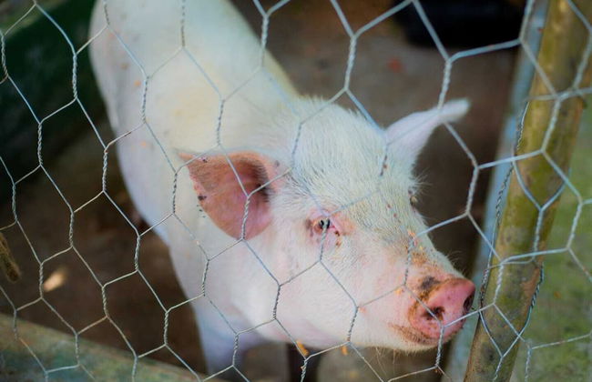 Hotel Fazenda Costelão - Photo 10