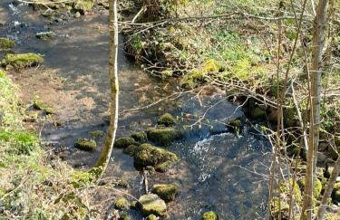Fewo Waldtherme Relaxen, wandern, Radfahren - Foto 21